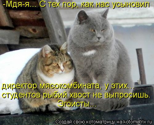 -Мдя-я... С тех пор, как нас усыновил директор мясокомбината, у этих... студентов рыбий хвост не выпр... Котоматрица: -Мдя-я... С тех пор, как нас усыновил директор мясокомбината, у этих... студентов рыбий хвост не выпросишь. Эгоисты...