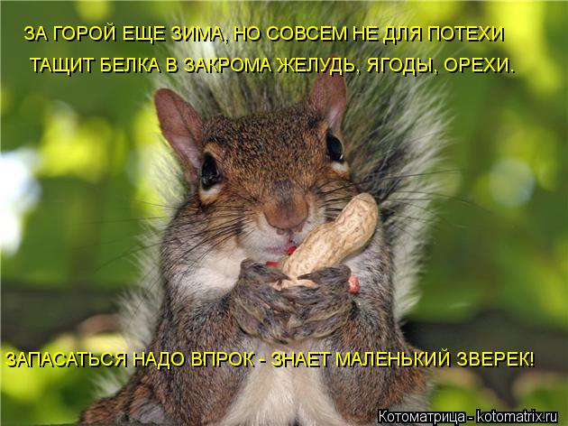 ЗА ГОРОЙ ЕЩЕ ЗИМА, НО СОВСЕМ НЕ ДЛЯ ПОТЕХИ ТАЩИТ БЕЛКА В ЗАКРОМА ЖЕЛУДЬ, ЯГОДЫ, ОРЕХИ. ЗАПАСАТЬСЯ НАД... Котоматрица: ЗА ГОРОЙ ЕЩЕ ЗИМА, НО СОВСЕМ НЕ ДЛЯ ПОТЕХИ ТАЩИТ БЕЛКА В ЗАКРОМА ЖЕЛУДЬ, ЯГОДЫ, ОРЕХИ. ЗАПАСАТЬСЯ НАДО ВПРОК - ЗНАЕТ МАЛЕНЬКИЙ ЗВЕРЕК!