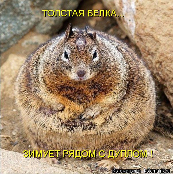 ТОЛСТАЯ БЕЛКА... ЗИМУЕТ РЯДОМ С ДУПЛОМ !... Котоматрица: ТОЛСТАЯ БЕЛКА... ЗИМУЕТ РЯДОМ С ДУПЛОМ !