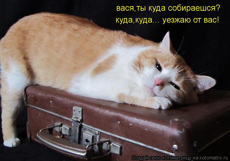 Котоматрица: вася,ты куда собираешся? куда,куда... уезжаю от вас!