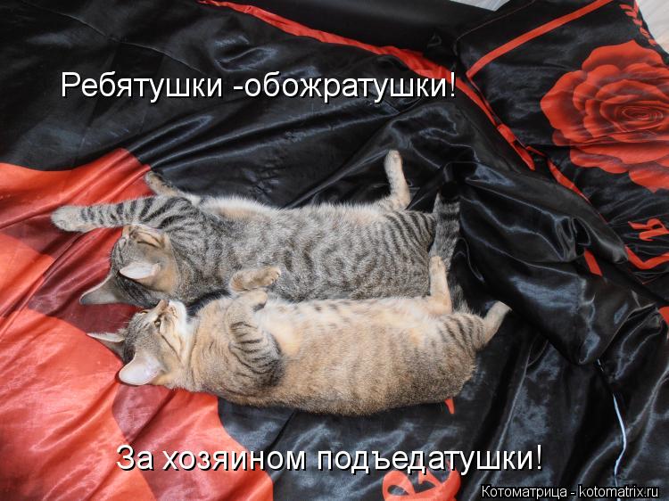 Котоматрица: Ребятушки -обожратушки! За хозяином подъедатушки!