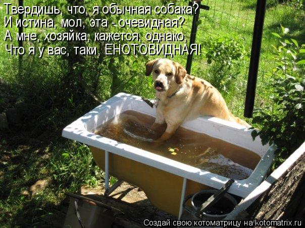 Твердишь, что, я обычная собака? И истина, мол, эта - очевидная? А мне, хозяйка, кажется, однако, Что... Котоматрица: Твердишь, что, я обычная собака? И истина, мол, эта - очевидная? А мне, хозяйка, кажется, однако, Что я у вас, таки, ЕНОТОВИДНАЯ!