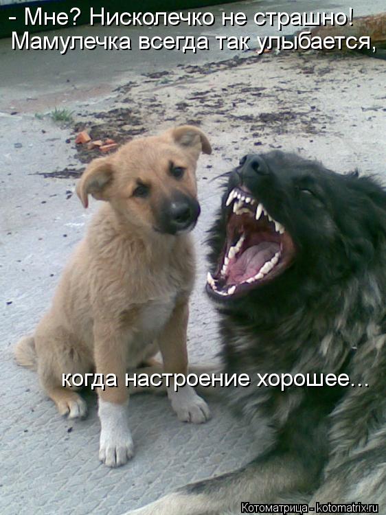 - Мне? Нисколечко не страшно! Мамулечка всегда так улыбается, когда настроение хорошее...... Котоматрица: - Мне? Нисколечко не страшно! Мамулечка всегда так улыбается, когда настроение хорошее...