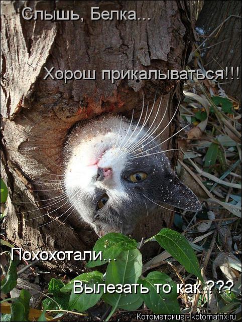 Слышь, Белка... Хорош прикалываться!!! Похохотали... Вылезать то как ???... Котоматрица: Слышь, Белка... Хорош прикалываться!!! Похохотали... Вылезать то как ???