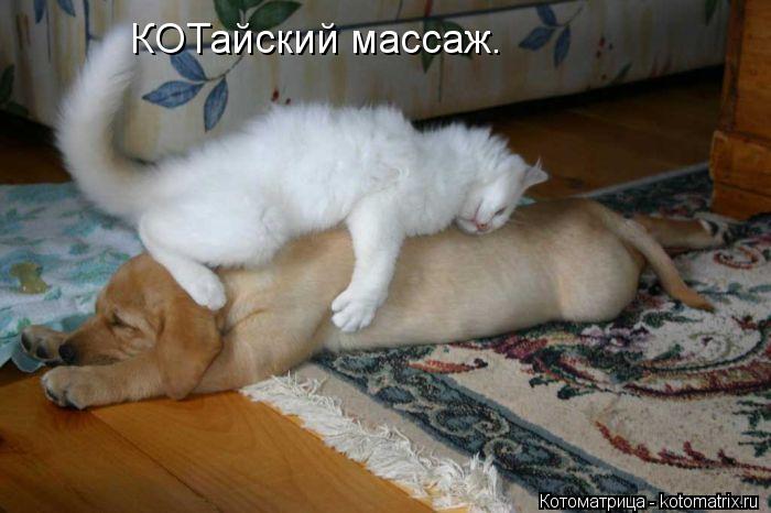 КОТайский массаж.... Котоматрица: КОТайский массаж.