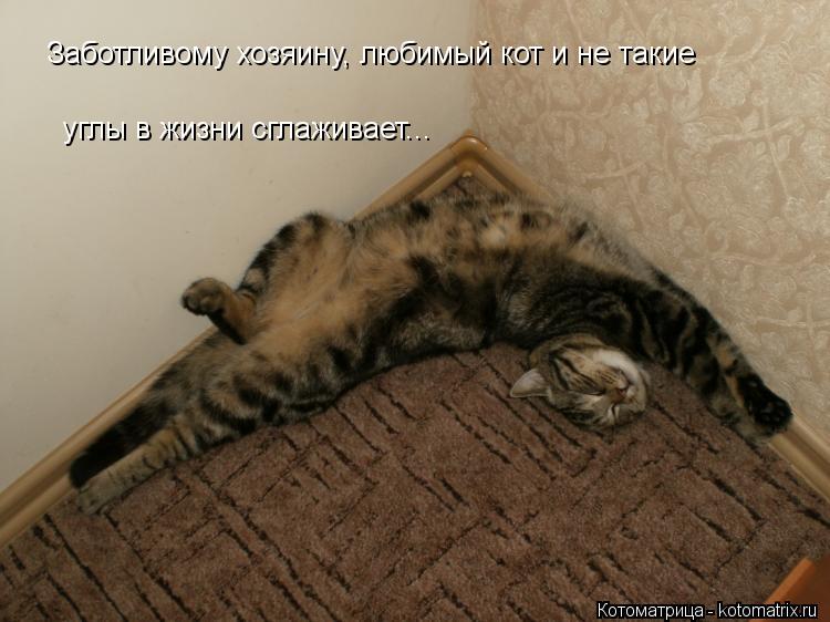 Заботливому хозяину, любимый кот и не такие углы в жизни сглаживает...... Котоматрица: Заботливому хозяину, любимый кот и не такие углы в жизни сглаживает...