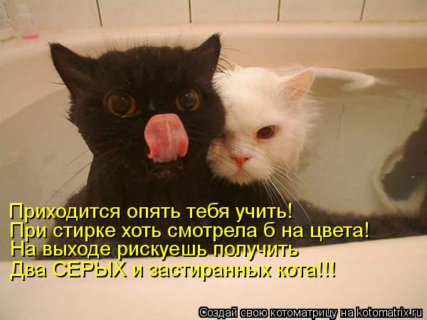 Котоматрица: Приходится опять тебя учить! При стирке хоть смотрела б на цвета! На выходе рискуешь получить Два СЕРЫХ и застиранных кота!!!
