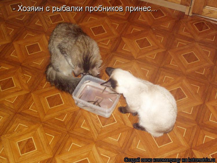 - Хозяин с рыбалки пробников принес...... Котоматрица: - Хозяин с рыбалки пробников принес...