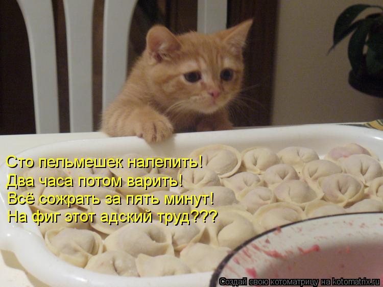 Сто пельмешек налепить! Два часа потом варить! Всё сожрать за пять минут! На фиг этот адский труд???... Котоматрица: Сто пельмешек налепить! Два часа потом варить! Всё сожрать за пять минут! На фиг этот адский труд???