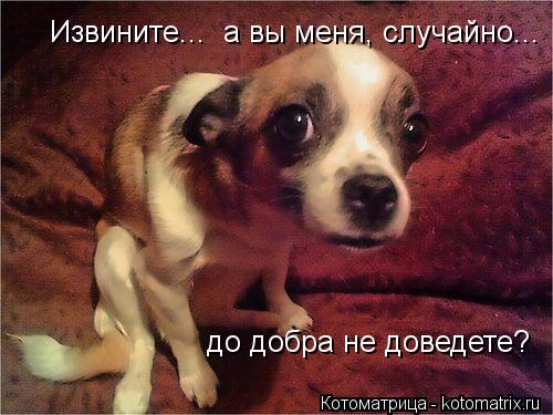 Извините... а вы меня, случайно... до добра не доведете?... Котоматрица: Извините... а вы меня, случайно... до добра не доведете?