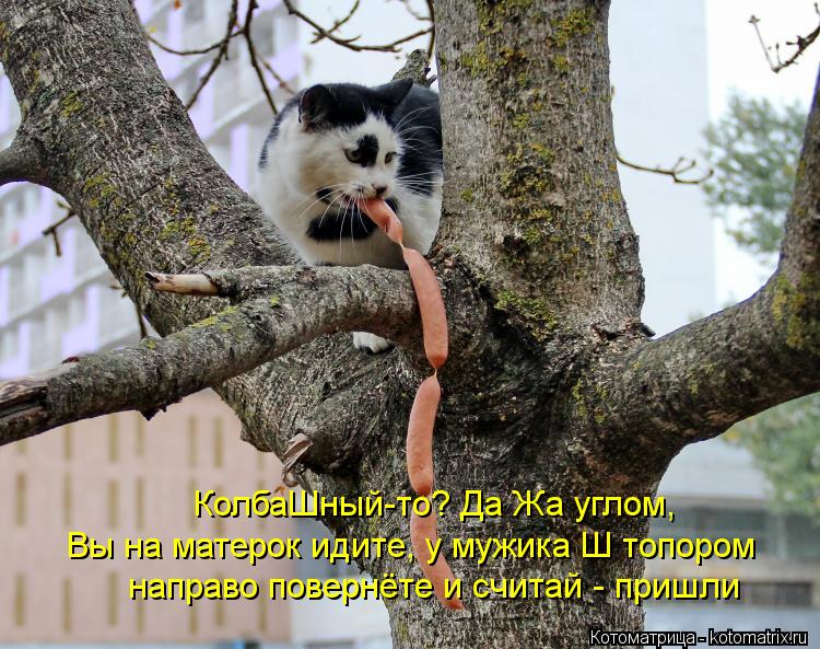 Котоматрица: КолбаШный-то? Да Жа углом, Вы на матерок идите, у мужика Ш топором направо повернёте и считай - пришли