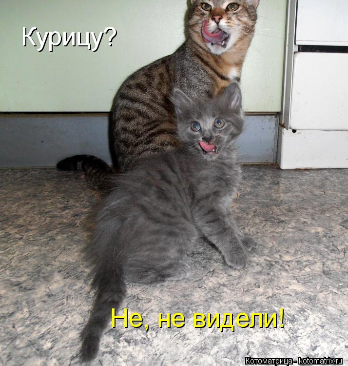 Курицу? Не, не видели!... Котоматрица: Курицу? Не, не видели!