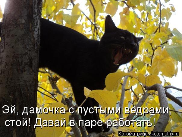 Котоматрица: Эй, дамочка с пустыми ведрами, стой! Давай в паре работать!