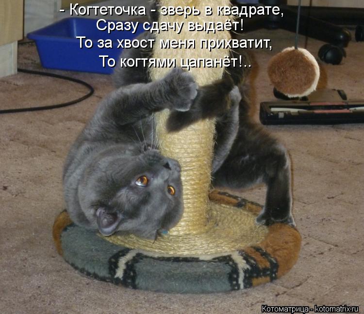 Котоматрица: - Когтеточка - зверь в квадрате, Сразу сдачу выдаёт! То за хвост меня прихватит, То когтями цапанёт!..