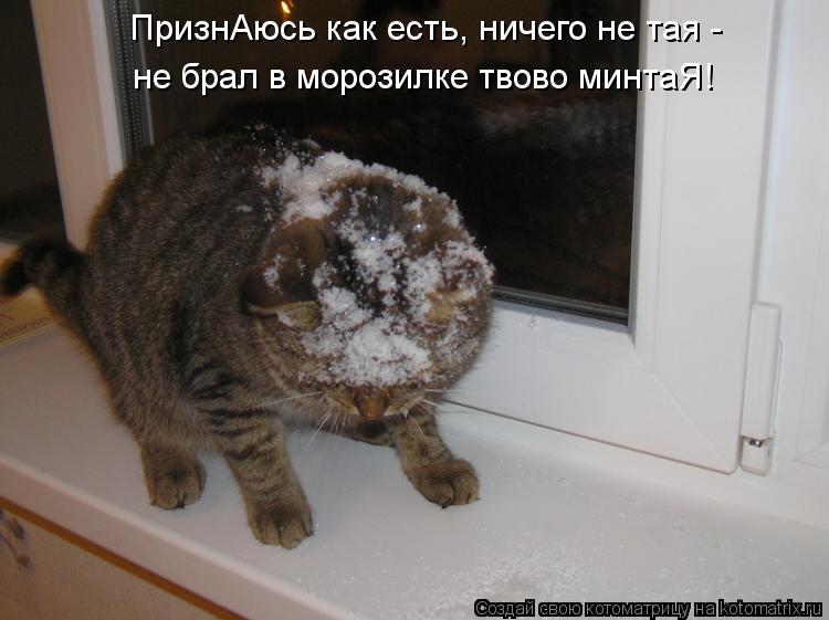 ПризнАюсь как есть, ничего не тая - не брал в морозилке твово минтаЯ!... Котоматрица: ПризнАюсь как есть, ничего не тая - не брал в морозилке твово минтаЯ!
