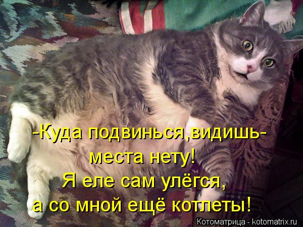 -Куда подвинься,видишь- места нету! Я еле сам улёгся, а со мной ещё котлеты!... Котоматрица: -Куда подвинься,видишь- места нету! Я еле сам улёгся, а со мной ещё котлеты!