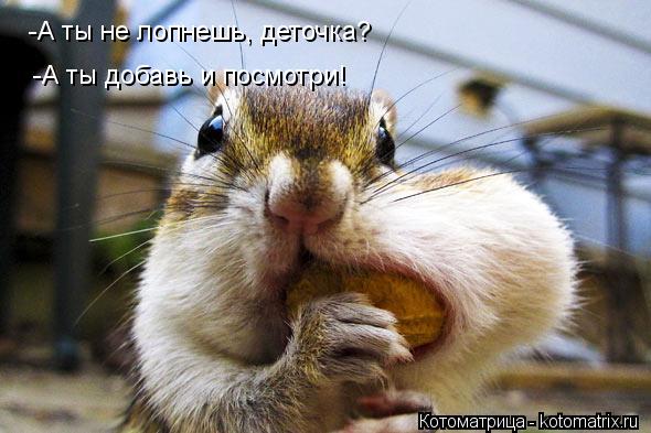 Котоматрица: -А ты не лопнешь, деточка? -А ты добавь и посмотри!