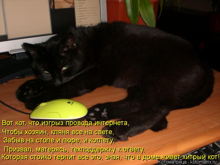Вот кот, что изгрыз провода интернета, Чтобы хозяин, кляня все на свете, Забыв на столе и пюре, и кот... Котоматрица: Вот кот, что изгрыз провода интернета, Чтобы хозяин, кляня все на свете, Забыв на столе и пюре, и котлету, Призвал, матерясь, техподдержку к от