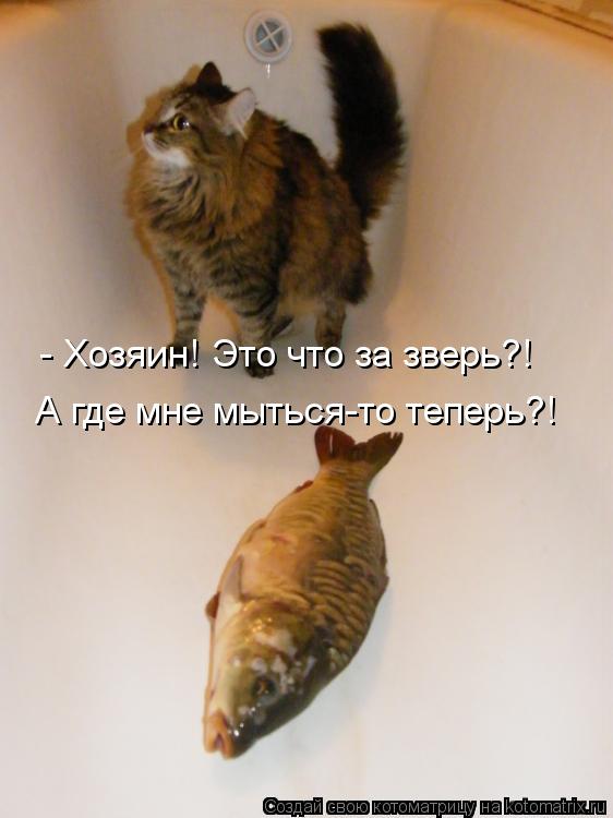 Котоматрица: - Хозяин! Это что за зверь?! А где мне мыться-то теперь?!