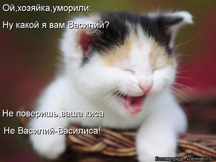 Не поверишь,ваша киса Не Василий-Василиса! Ой,хозяйка,уморили: Ну какой я вам Василий?... Котоматрица: Не поверишь,ваша киса Не Василий-Василиса! Ой,хозяйка,уморили: Ну какой я вам Василий?