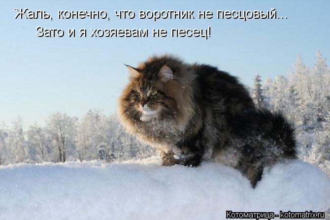 Котоматрица: Жаль, конечно, что воротник не песцовый... Зато и я хозяевам не песец!