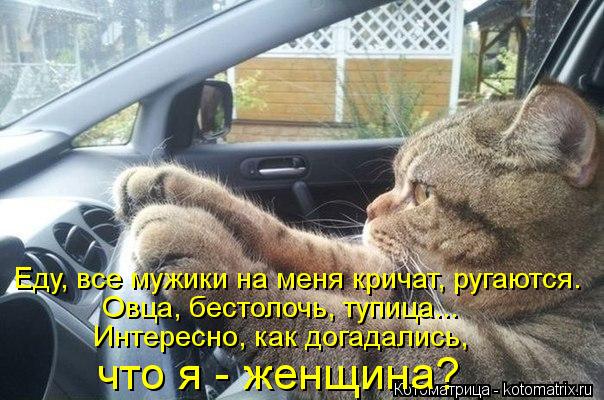 Еду, все мужики на меня кричат, ругаются. Овца, бестолочь, тупица... Интересно, как догадались, что... Котоматрица: Еду, все мужики на меня кричат, ругаются. Овца, бестолочь, тупица... Интересно, как догадались, что я - женщина?