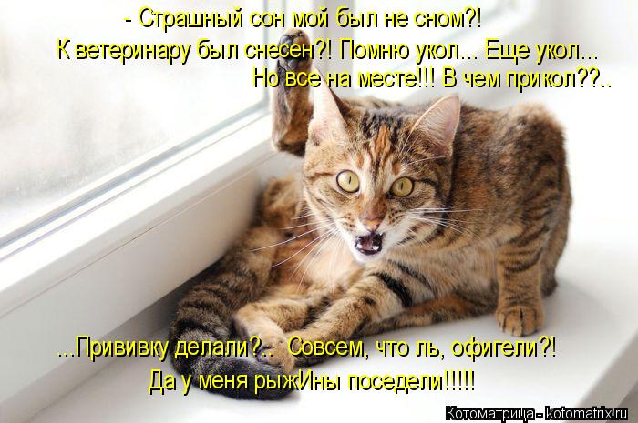 Котоматрица: - Страшный сон мой был не сном?!  Но все на месте!!! В чем прикол??.. К ветеринару был снесен?! Помню укол... Еще укол... ...Прививку делали?..  Совсем, 