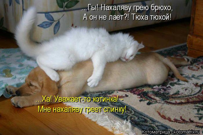 ...Гы! Нахаляву грею брюхо, А он не лает?! Тюха тюхой! ...Ха! Уважает-то котинка! - Мне нахаляву грее... Котоматрица: ...Гы! Нахаляву грею брюхо, А он не лает?! Тюха тюхой! ...Ха! Уважает-то котинка! - Мне нахаляву греет спинку!