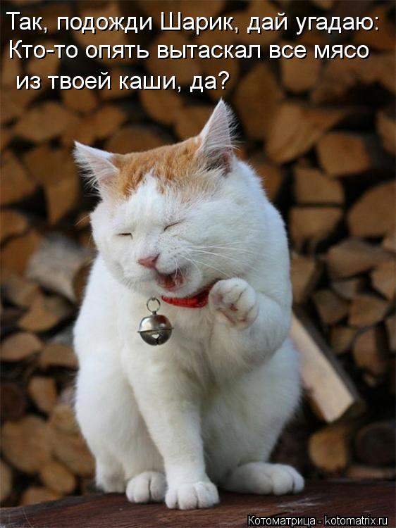 Котоматрица: Так, подожди Шарик, дай угадаю: Кто-то опять вытаскал все мясо  из твоей каши, да?