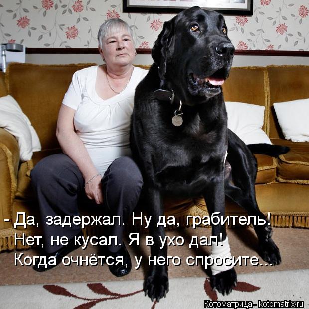 - Да, задержал. Ну да, грабитель! Нет, не кусал. Я в ухо дал! Когда очнётся, у него спросите...... Котоматрица: - Да, задержал. Ну да, грабитель! Нет, не кусал. Я в ухо дал! Когда очнётся, у него спросите...