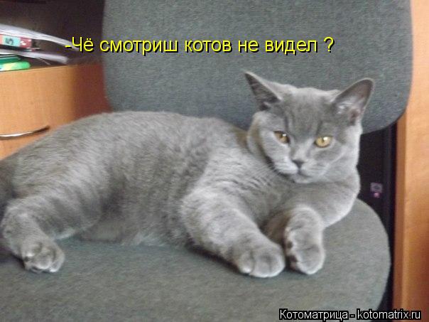 Котоматрица: -Чё смотриш котов не видел ?