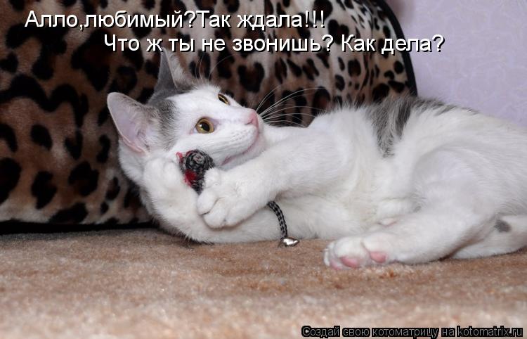 Алло,любимый?Так ждала!!! Что ж ты не звонишь? Как дела?... Котоматрица: Алло,любимый?Так ждала!!! Что ж ты не звонишь? Как дела?
