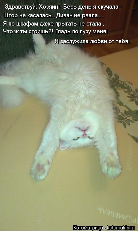 Котоматрица: Здравствуй, Хозяин!  Весь день я скучала - Штор не касалась...Диван не рвала... Я по шкафам даже прыгать не стала... Что ж ты стоишь?! Гладь по пуз