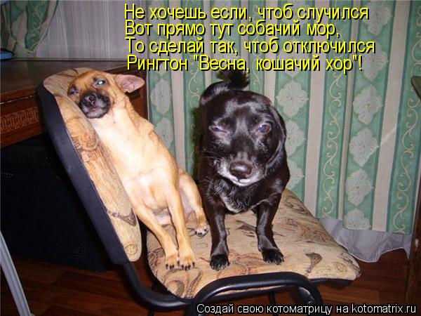 Не хочешь если, чтоб случился Вот прямо тут собачий мор, То сделай так, чтоб отключился Рингтон "Весн... Котоматрица: Не хочешь если, чтоб случился Вот прямо тут собачий мор, То сделай так, чтоб отключился Рингтон "Весна, кошачий хор"!