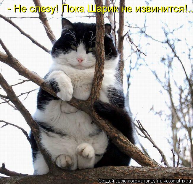 - Не слезу! Пока Шарик не извинится!...... Котоматрица: - Не слезу! Пока Шарик не извинится!...