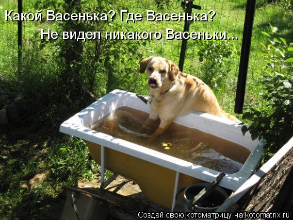 Какой Васенька? Где Васенька? Не видел никакого Васеньки...... Котоматрица: Какой Васенька? Где Васенька? Не видел никакого Васеньки...