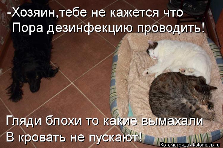 Пора дезинфекцию проводить! Гляди блохи то какие вымахали В кровать не пускают! -Хозяин,тебе не кажет... Котоматрица: Пора дезинфекцию проводить! Гляди блохи то какие вымахали В кровать не пускают! -Хозяин,тебе не кажется что