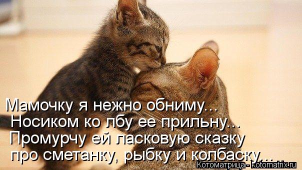 Мамочку я нежно обниму... Носиком ко лбу ее прильну... Промурчу ей ласковую сказку про сметанку, р... Котоматрица: Мамочку я нежно обниму... Носиком ко лбу ее прильну... Промурчу ей ласковую сказку про сметанку, рыбку и колбаску...