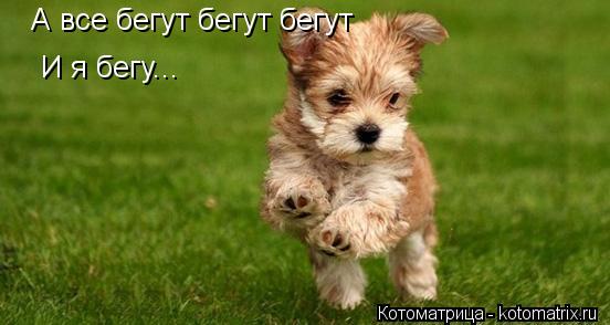 Котоматрица: А все бегут бегут бегут А все бегут бегут бегут И я бегу... И я бегу...