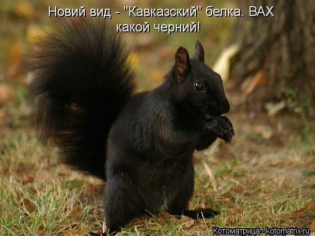 Новий вид - "Кавказский" белка. ВАХ какой черний!... Котоматрица: Новий вид - "Кавказский" белка. ВАХ какой черний!
