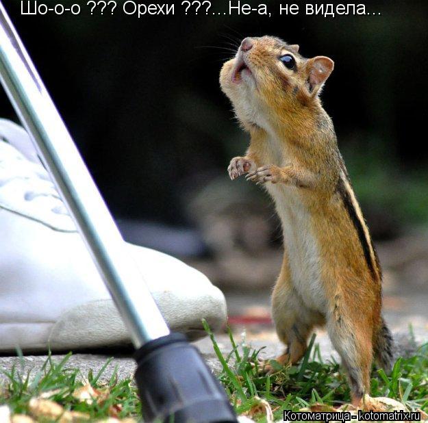 Шо-о-о ??? Орехи ???...Не-а, не видела...... Котоматрица: Шо-о-о ??? Орехи ???...Не-а, не видела...