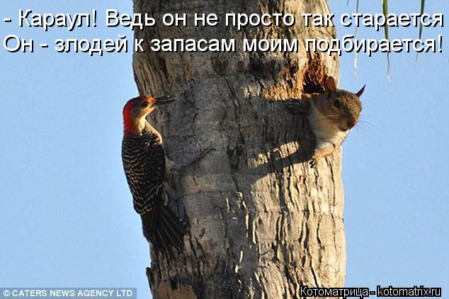- Караул! Ведь он не просто так старается Он - злодей к запасам моим подбирается!... Котоматрица: - Караул! Ведь он не просто так старается Он - злодей к запасам моим подбирается!