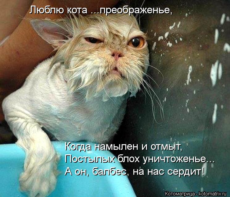 Котоматрица: Люблю кота ...преображенье, Когда намылен и отмыт, Постылых блох уничтоженье... А он, балбес, на нас сердит!