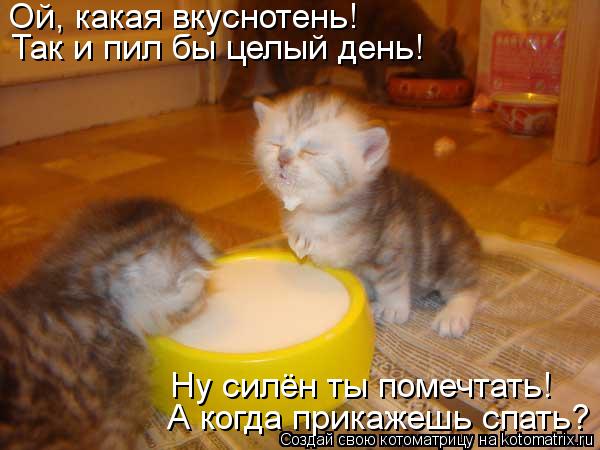 Ой, какая вкуснотень! Так и пил бы целый день! Ну силён ты помечтать! А когда прикажешь спать?... Котоматрица: Ой, какая вкуснотень! Так и пил бы целый день! Ну силён ты помечтать! А когда прикажешь спать?