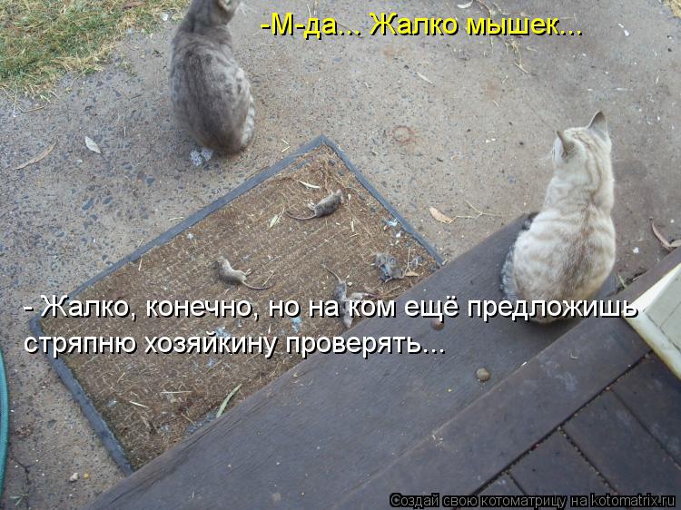 Котоматрица: -М-да... Жалко мышек... - Жалко, конечно, но на ком ещё предложишь стряпню хозяйкину проверять...