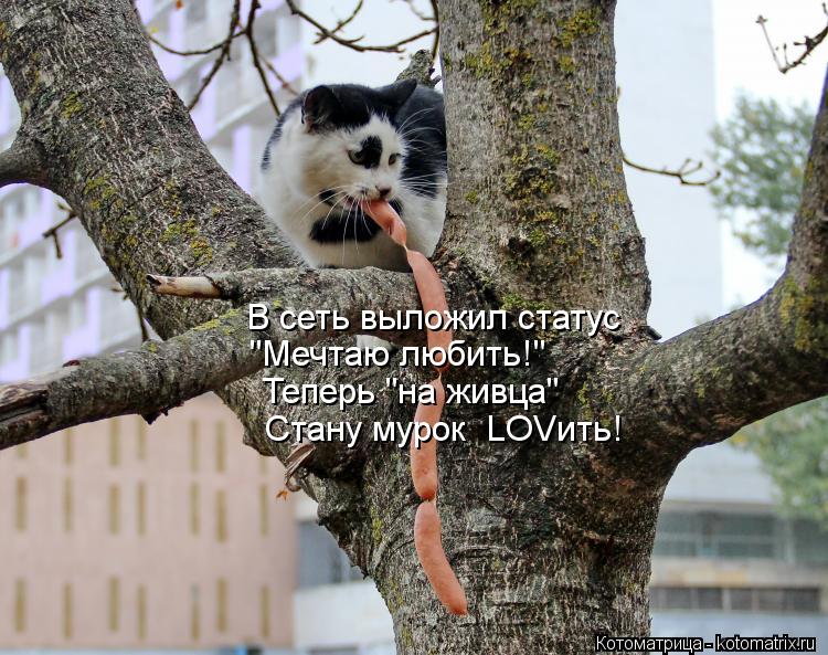 В сеть выложил статус "Мечтаю любить!" Теперь "на живца" Стану мурок LOVить!... Котоматрица: В сеть выложил статус "Мечтаю любить!" Теперь "на живца" Стану мурок LOVить!