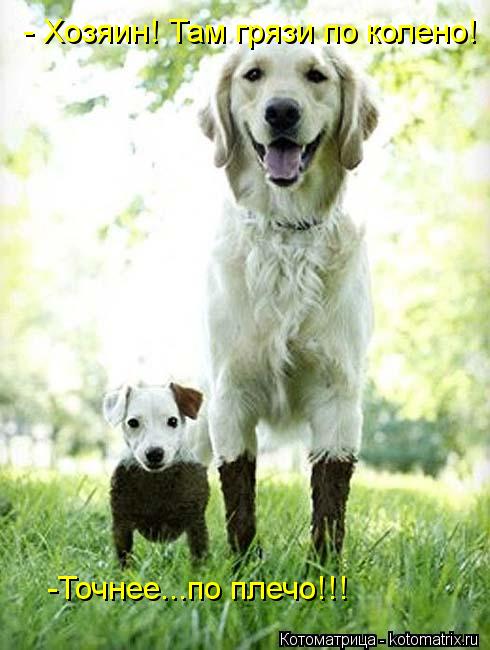 - Хозяин! Там грязи по колено! -Точнее...по плечо!!!... Котоматрица: - Хозяин! Там грязи по колено! -Точнее...по плечо!!!