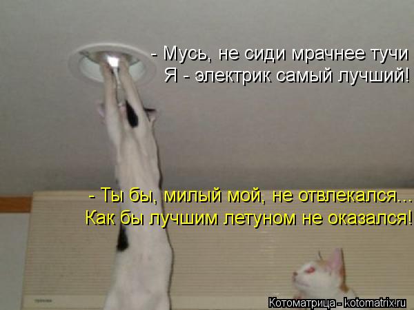 - Мусь, не сиди мрачнее тучи Я - электрик самый лучший! - Ты бы, милый мой, не отвлекался... Как бы л... Котоматрица: - Мусь, не сиди мрачнее тучи Я - электрик самый лучший! - Ты бы, милый мой, не отвлекался... Как бы лучшим летуном не оказался!