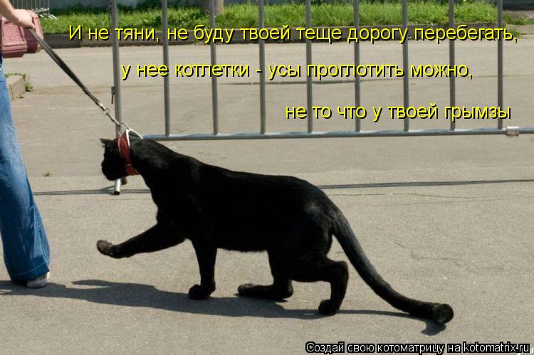 И не тяни, не буду твоей теще дорогу перебегать, у нее котлетки - усы проглотить можно, не то что у... Котоматрица: И не тяни, не буду твоей теще дорогу перебегать, у нее котлетки - усы проглотить можно, не то что у твоей грымзы