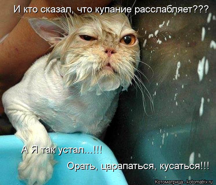 И кто сказал, что купание расслабляет??? А Я так устал...!!! Орать, царапаться, кусаться!!!... Котоматрица: И кто сказал, что купание расслабляет??? А Я так устал...!!! Орать, царапаться, кусаться!!!